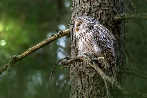 Close-Up Shot of Tawny Owl Perched on Tree Branch
