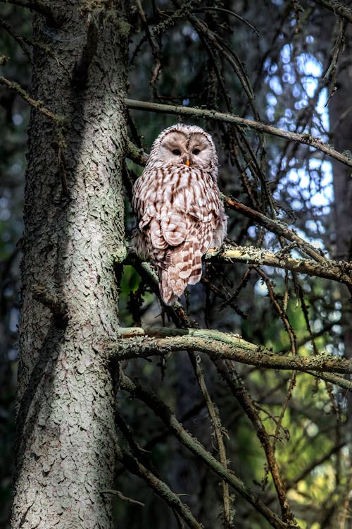 Brown Owl on Tree Branch