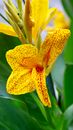 Close-Up Photo of a Canna Lily Flower