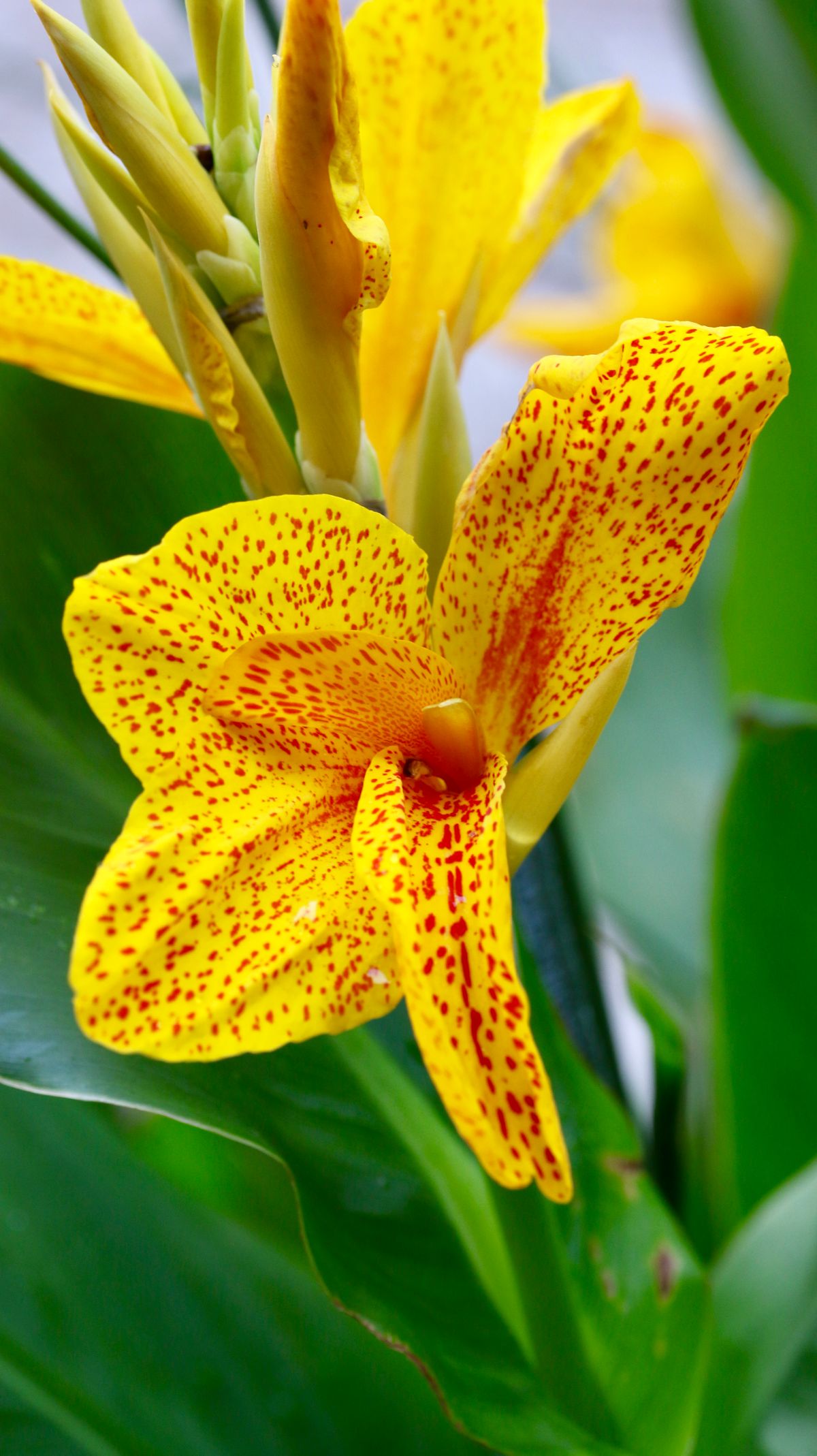 Canna lily growing outdoors with green foliage