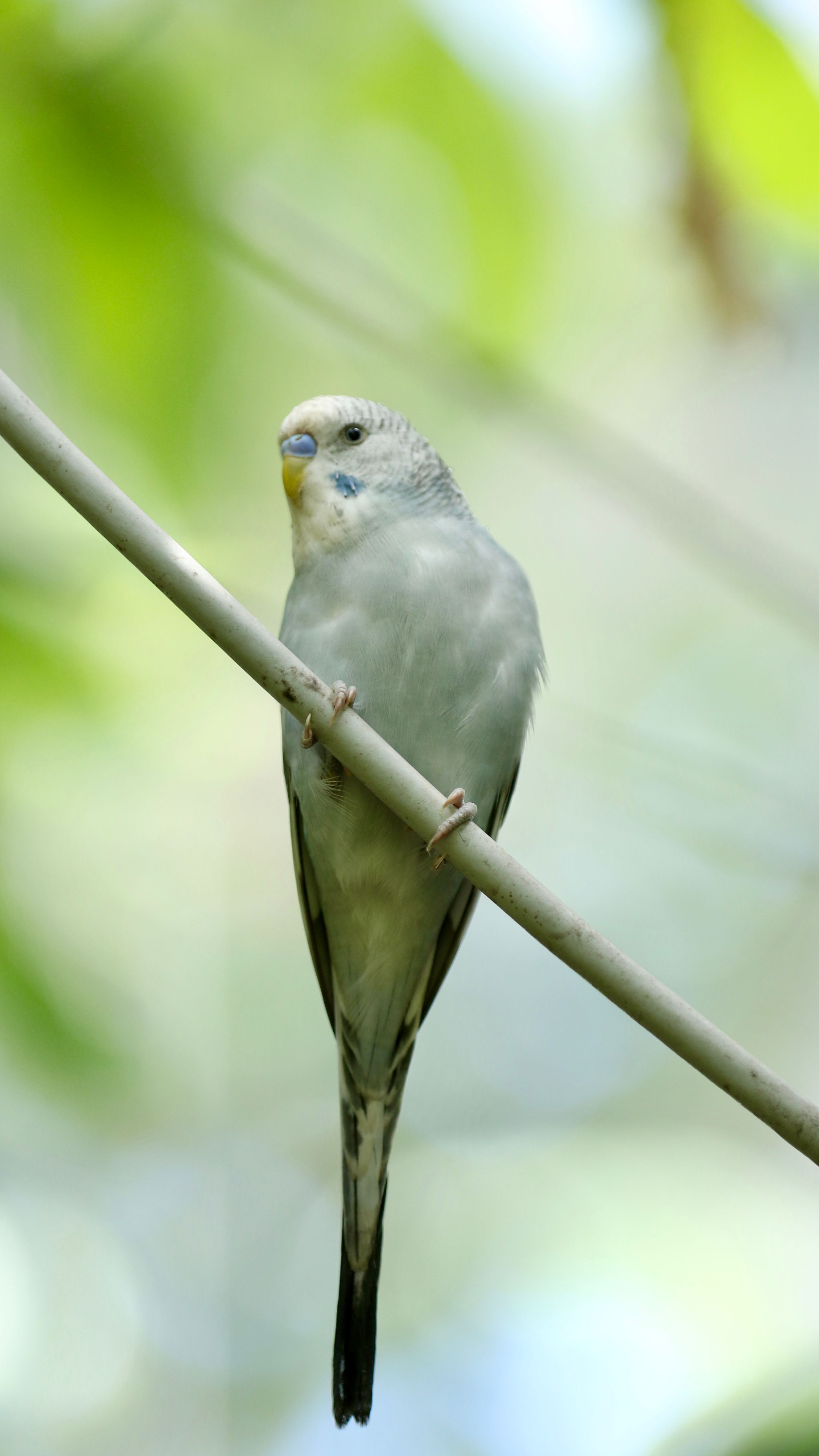 A budgerigar perched on a branch surrounded by a blurred green background.