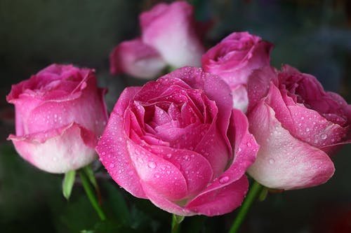 Free Beautiful Pink Roses with Water Droplets Stock Photo