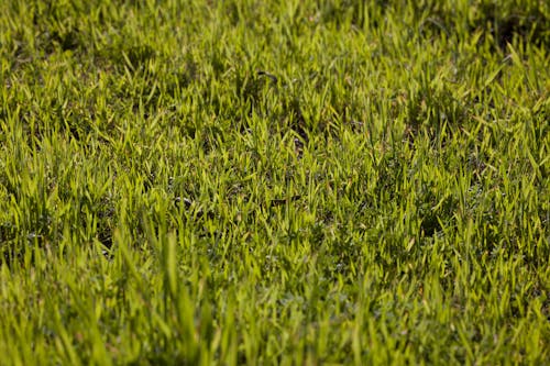 Fotos de stock gratuitas de césped, de cerca, planta