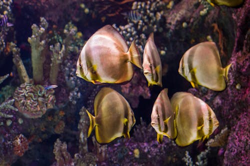 Close-Up Photo of Tropical Fish Underwater