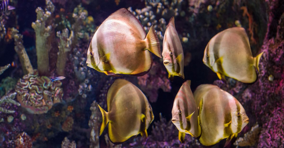 Les Poissons les Plus Étonnants du Monde à Découvrir