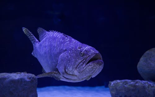 Close-Up Photo of a Grouper Fish Underwater