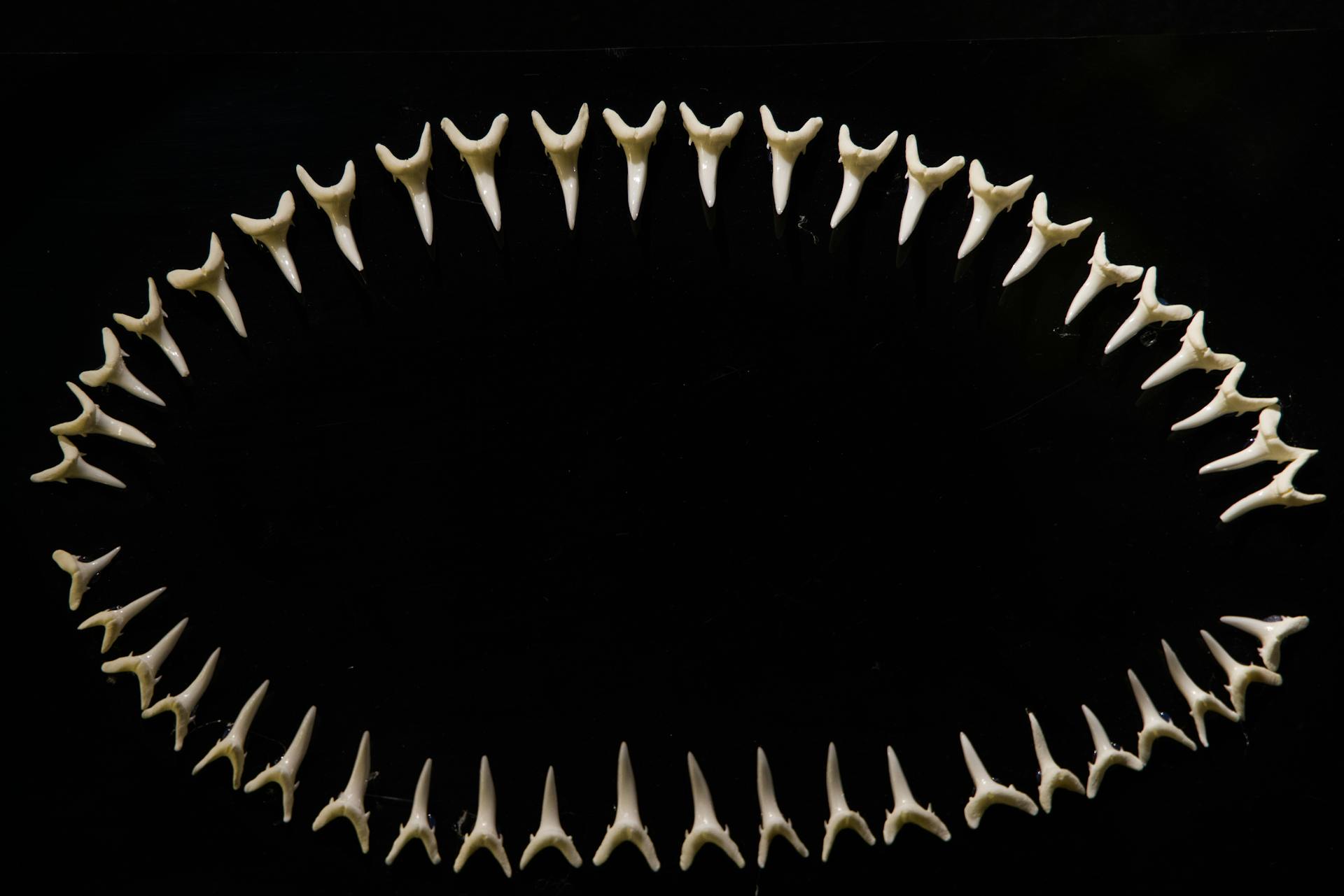 Close-Up Shot of Teeth Skeleton