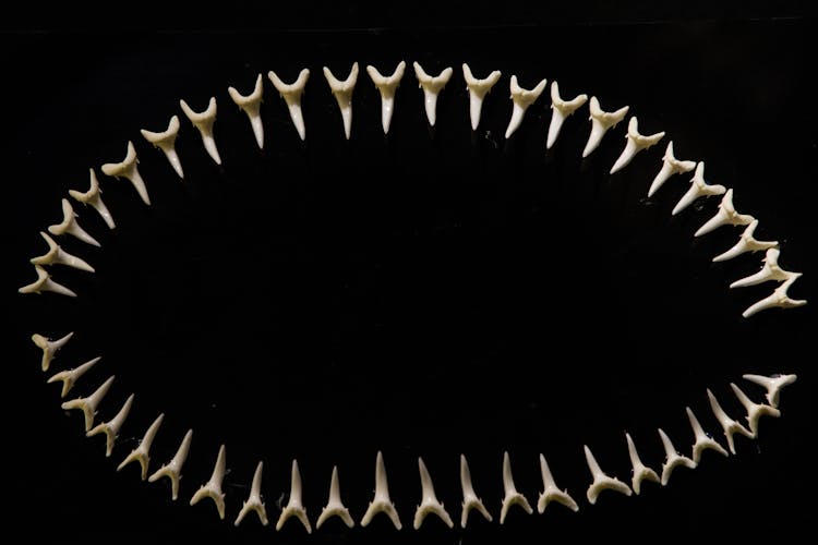 Close-Up Shot Of Teeth Skeleton