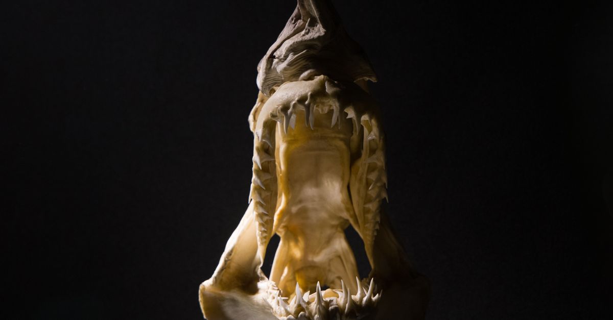 shark fossils