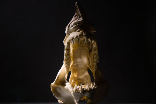 Close-Up Shot of Jaw Skeleton
