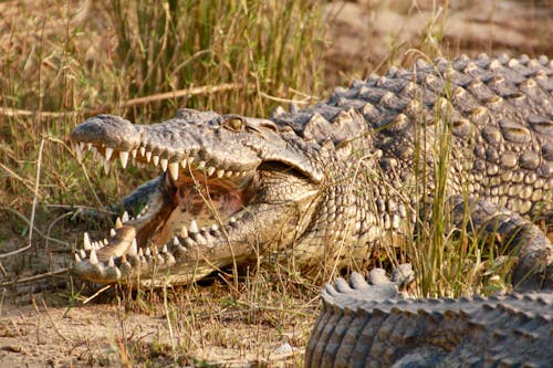 Brown Crocodile on Grass