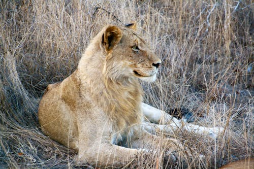 Brown Lioness Lying on Brown Grass