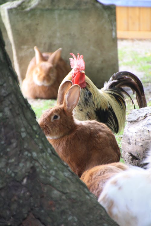 Δωρεάν στοκ φωτογραφιών με barnyard, κουνέλια, πετεινός