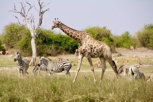 Gratis lagerfoto af giraf, savanne, zebra