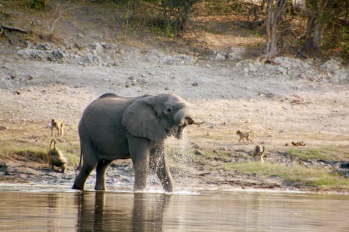 Gratis lagerfoto af elefant