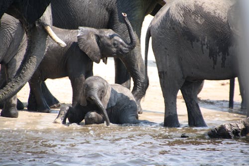 Gratis lagerfoto af baby elefant, besætning, elefanter