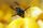wasp
