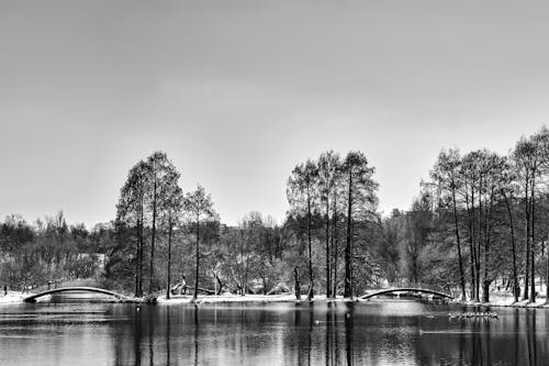 Grayscale Photo of Trees near the Lake