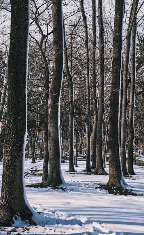 Immagine gratuita di alberi, boschi, congelando