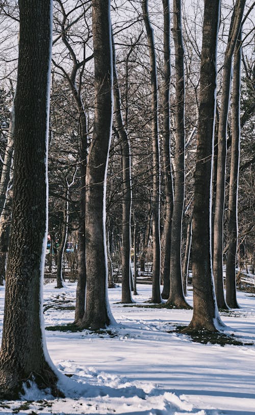 
A Snow Covered Forest