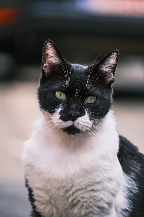 Free A close-up portrait of a black and white domestic cat looking attentively at the camera. Stock Photo