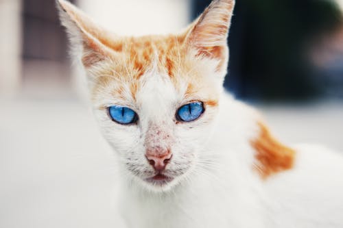 Adorable white fluffy cat with red spots and blue eyes looking at camera while standing on sunny street against blurred background