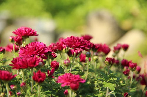 солнечно, 관목, 꽃의 무료 스톡 사진