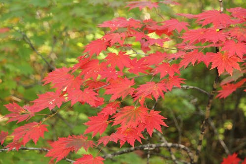 солнечно, 가을, 가을 색의 무료 스톡 사진
