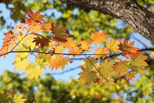 солнечно, 가을, 가을 색의 무료 스톡 사진
