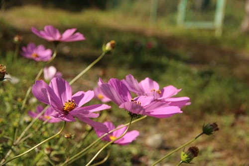 꽃, 꽃잎, 분홍색 꽃의 무료 스톡 사진