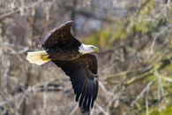 Brown and White Eagle Flying over Green Grass
