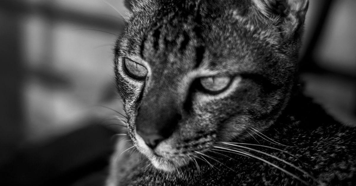 Cat Without Color With Monochrome Photo of Cat · Free Stock Photo