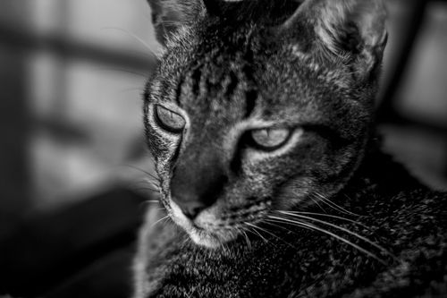 Free Artistic black and white close-up of a domestic cat, capturing intricate details. Stock Photo