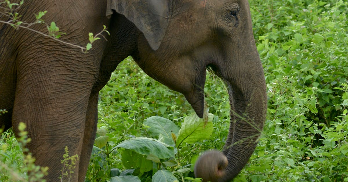 Free stock photo of elephant, sri lanka, udawalawa