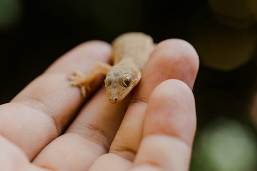 Small gecko resting on a person's hand with a blurred natural background.
