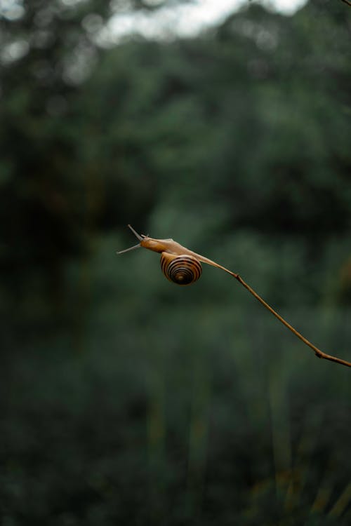 Základová fotografie zdarma na téma bezobratlí, detail, divočina