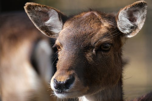 Extreme Close-Up Shot of a Roe Deer