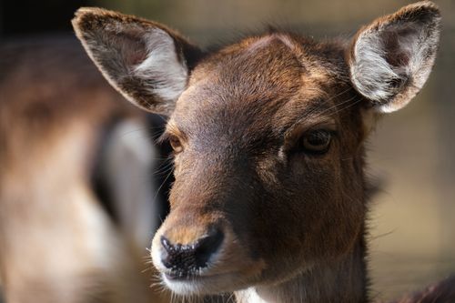 Free Captivating close-up shot of a young roe deer, showcasing detailed features and warm lighting. Stock Photo