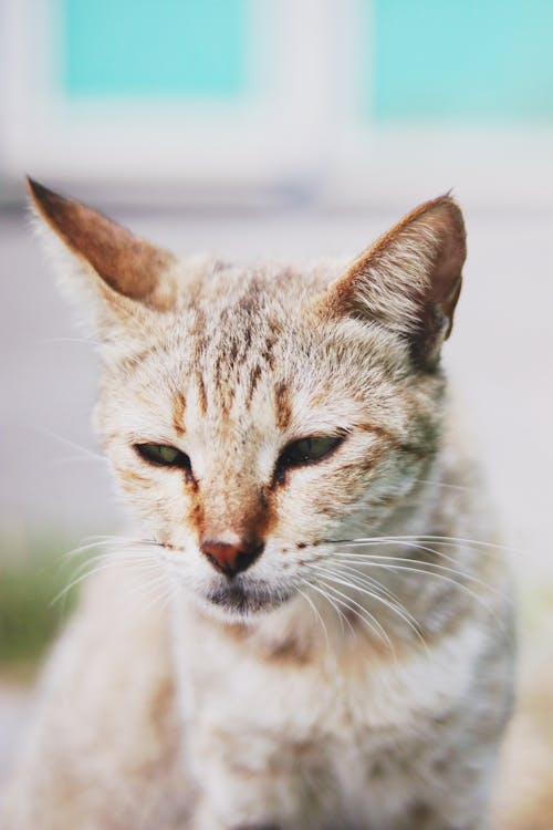 Free Close-Up Shot of a Cat Stock Photo