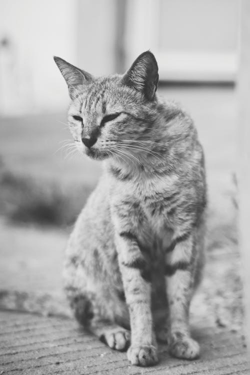Grayscale Photo of a Tabby Cat Sitting on a Ground