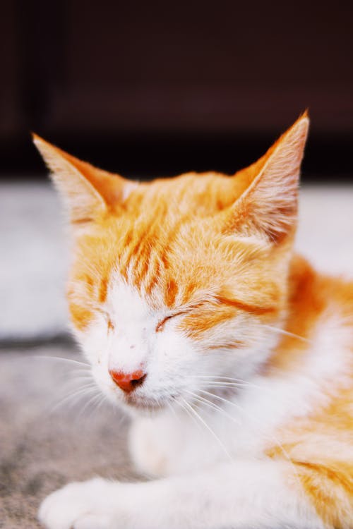 Free Close-Up Shot of an Orange Cat Stock Photo