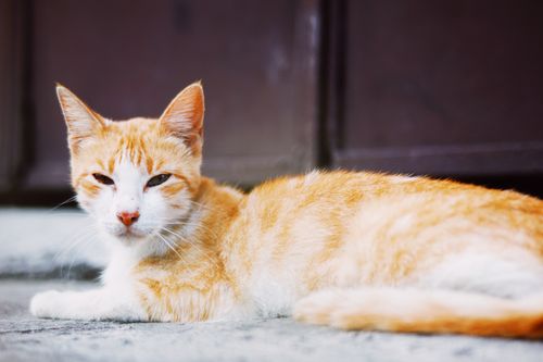 Free Adorable fluffy stray cat with white spots looking at camera while lying on sidewalk near door of residential house on street Stock Photo