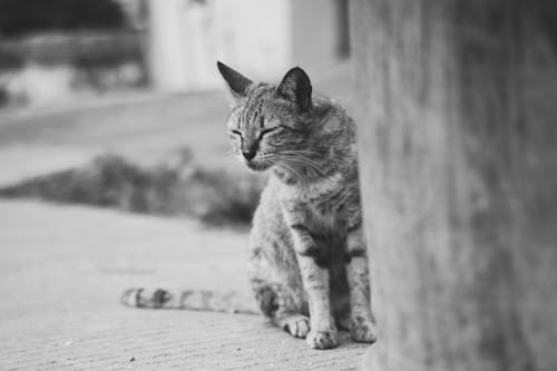 Free Grayscale Photo of a Tabby Cat Sitting on a Ground Stock Photo