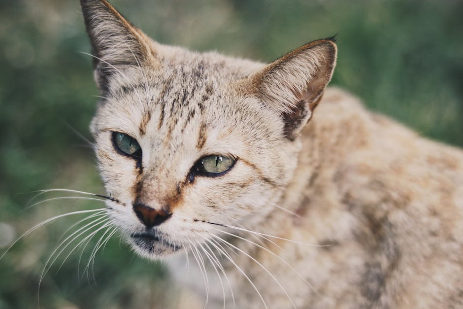 From above of cute fluffy cat with long whiskers standing on green grassy ground against blurred background on summer day