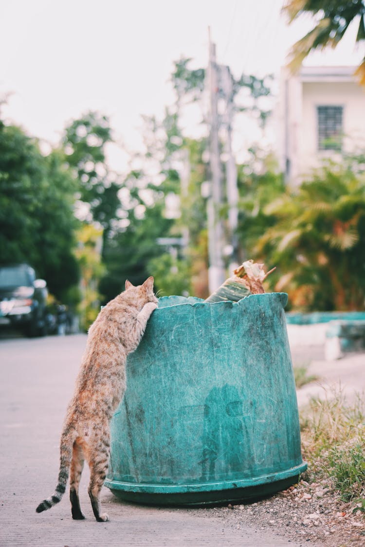 Homeless Cat Looking Into Trash Can