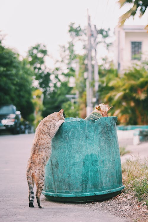 Stray cat near shabby trash can on street