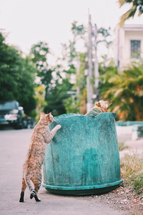 Stray cat near shabby trash can with garbage placed on asphalt sidewalk on street with car and building near trees