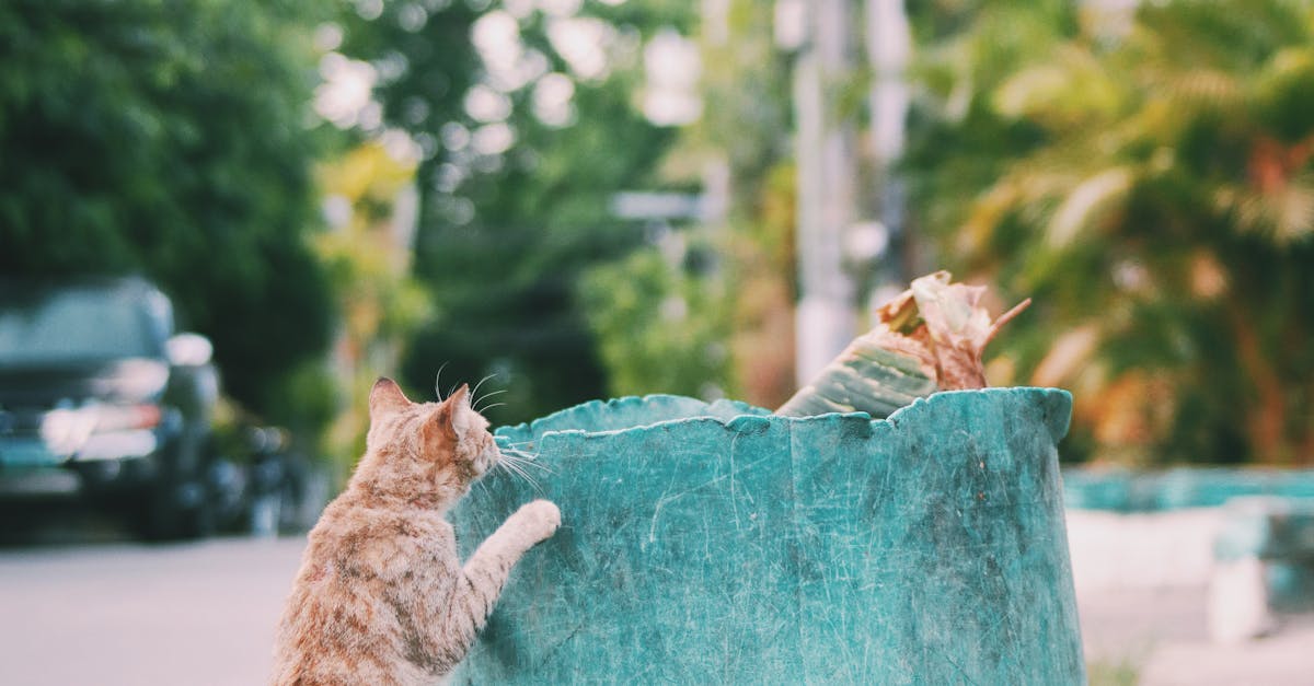 How to discipline a cat for peeing outside the litter box