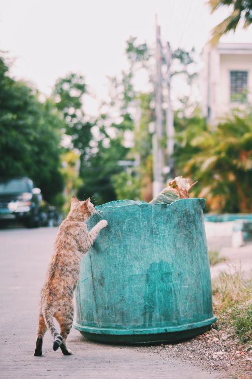 Free Stray cat near shabby trash can with garbage placed on asphalt sidewalk on street with car and building near trees Stock Photo