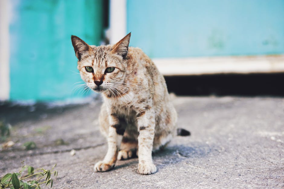 Homeless cat with green eyes sitting on asphalt sidewalk with green leaves near old blue house on street of town